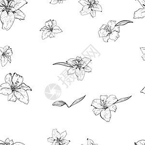 Lily的鲜花画在轮廓上 无缝模式 矢量插图风格绘画老虎植物学水彩生长草图艺术品植物群花瓣图片
