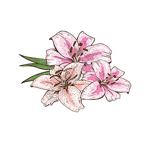 三朵粉色百合花的花束手绘隔离在白色背景上 矢量图图片