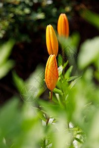 花朵橙芽百合明细数图片