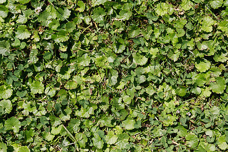 绿色夏季草草和其他植物质地阳光叶子环境树叶季节植物群森林花园生态图片