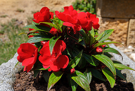 红新几内亚不耐烦地在锅里放鲜花植物群花瓣叶子花园红色热带白色植物植物学活力图片