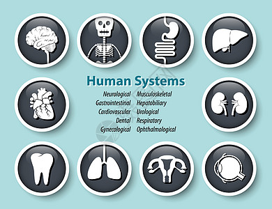 一套人类系统图标 圆玻璃覆盖面设计 矢量心脏病学心血管肠胃解剖学妇科肌肉眼科子宫器官眼睛图片