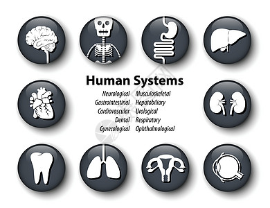 一套人类系统图标 圆玻璃覆盖面设计 矢量生物学心血管生理眼睛眼科骨骼圆圈子宫尿液药品图片