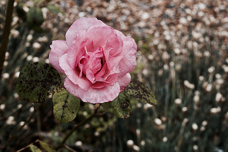 花园中的粉红玫瑰绿色粉色叶子玫瑰植物图片