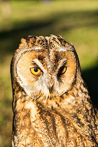 Eagle 猫头鹰Bubo bubo的肖像猎物捕食者绿色眼睛荒野翅膀动物航班图片