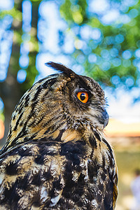 Eagle 猫头鹰Bubo bubo的肖像眼睛翅膀捕食者动物荒野航班绿色猎物图片