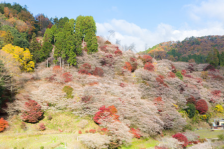 名古屋 秋天的花园世界地标植物群光洋樱花观光木头薄雾旅游图片