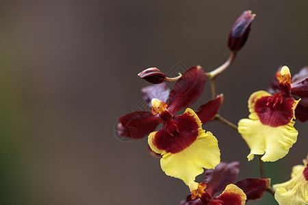 黄花朵和红兰花花兰花黄色舞女红色花园图片