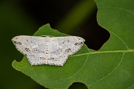 绿色叶子上的点点平板蝴蝶( Moth) 图像 Insec图片