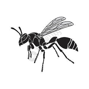白背景上黄蜂的矢量 昆虫动物荒野绘画飞行危险艺术蜂蜜插图标识夹克害虫图片