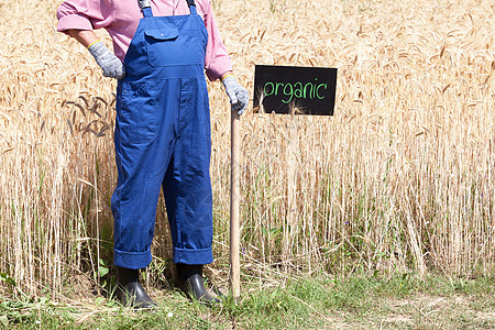 有机小麦田晴天场地农业农场黑板食物季节粮食土地农民图片