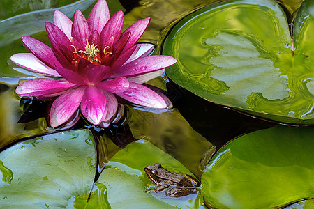 太平洋树蛙坐在Lilly Pad水上图片