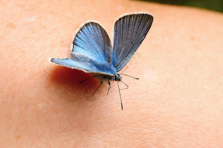 小蓝蝴蝶蓝色动物热带昆虫宏观翅膀生活自由图片