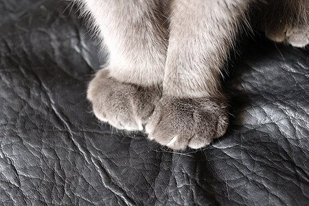猫爪苏格兰折耳猫黑色灰色动物猫咪猫科动物工作室音乐宠物小猫白色图片
