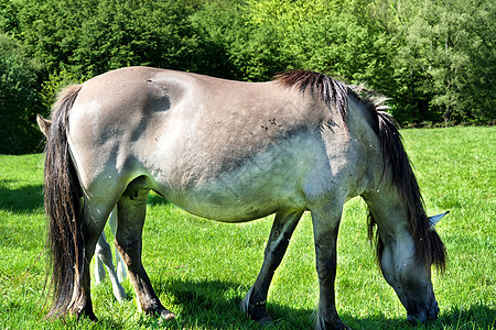 在尼安德特的野马群回育动物阳光草地马匹农村经济农业野生动物牧场自由图片
