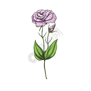 手画Eustoma花园花朵 在白色背景上隔离 植物矢量说明草本植物植被优美树叶投标插图花束植物学草图玫瑰图片