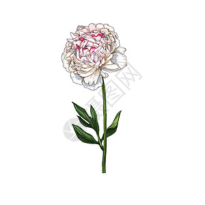 手轻轻的粉红小马花 在白色背景上分离卡片牡丹插图打印植被植物学手绘花园优美花束图片