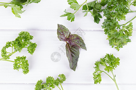 新鲜香料和草药美食迷迭香香菜枝条收藏叶子沙拉生产植物盘子图片