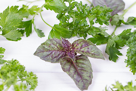 新鲜香料和草药植物生产草本植物香脂香菜桌子团体黄瓜紫色美味图片