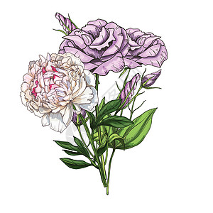 手绘的洋桔梗和牡丹花束在白色背景下被隔离 植物学矢量图图片