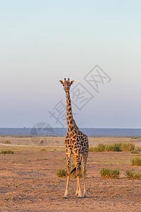 坦桑尼亚安博塞利国家公园的独生长颈鹿食草野生动物荒野马赛马拉大草原旅行脖子动物平原图片