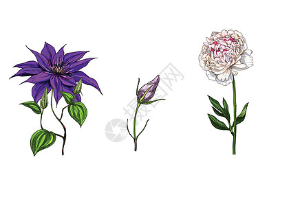 设置与和芽洋桔梗和茎隔离在白色背景 它制作图案的植物载体图片