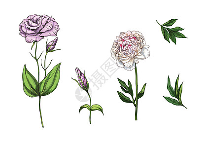 设置牡丹和洋桔梗和茎隔离在白色背景 它制作图案的植物载体图片