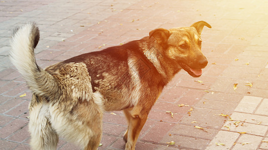 在城市通道地板上的晨光下 一只棕褐皮流浪狗的肖像图片