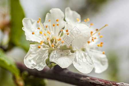 美丽的苹果树开花生长植物群晴天植物绿色花园花瓣园艺季节水果图片
