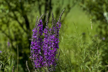 中巴尔干山草地 的采光新热菜或Celluna粗俗沼泽地植物宏观植物群紫色紫丁香荒地场地野花花瓣图片