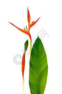 美丽的红色 黄色和橙色 Heliconia 花在白色背景上分离 热带鲜艳的颜色在白色背景上 Heliconia 或天堂鸟花图片