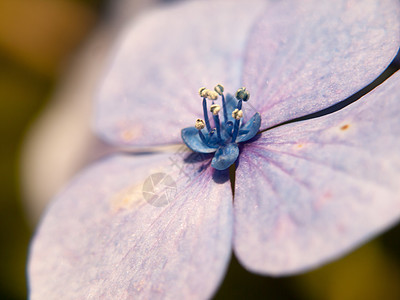 粉红色 蓝色和紫色的花兰花图片