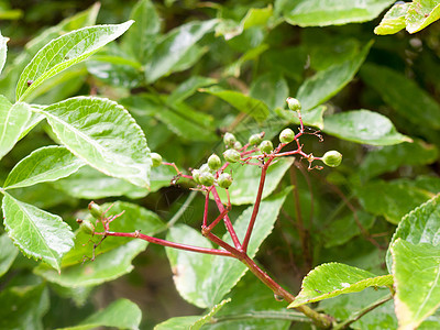 花园里绿绿色种植的长莓 有雨滴图片