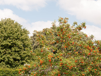 橙色白莓树外边的乌克草原夏季图片