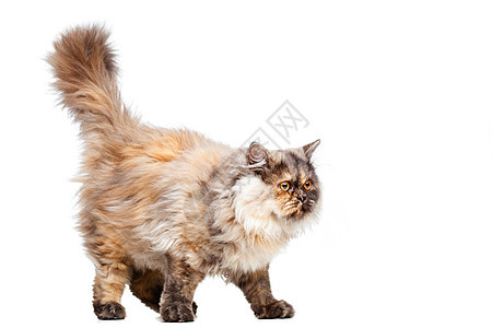 钦奇利亚波斯猫宠物生物猫咪动物哺乳动物工作室小猫毛皮棕色脊椎动物图片