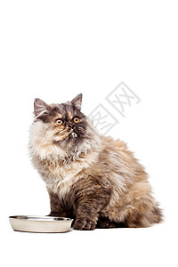 配奶的钦奇拉波斯猫牛奶猫咪食物脊椎动物动物小猫奢华工作室冒充宠物图片