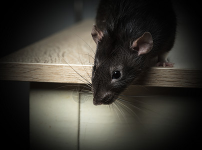 灰鼠动物爪子耳朵鼻子宠物头发尾巴黑色毛皮桌子灰色图片