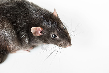 灰鼠动物工作室害虫晶须鼻子宠物头发毛皮白色尾巴哺乳动物图片