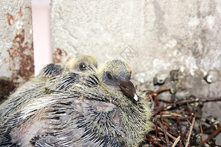 小鸽子在巢穴中 白尖库存小鸡孵化鸟类栖息雏鸟岩石城市动物群羽毛图片