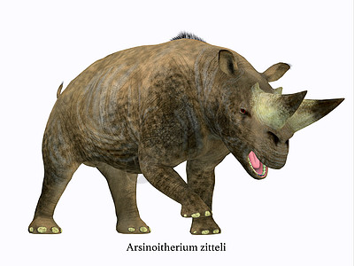 哺乳动物亚氨皮过性肿瘤侧面简介食草生物庞然大物草食性动物新生代铁蹄主题新世哺乳动物图片