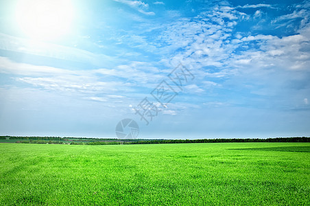 蓝天空下的绿草蓝色农场环境生长远景天气草原晴天国家植物图片