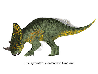 中枢曲解剖面图蜥蜴颈部主题食草野生动物动物灭绝喇叭恐龙插图图片