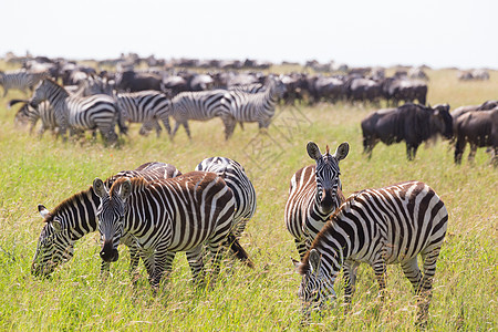 Zebras在东非坦桑尼亚Serengeti国家公园放牧图片