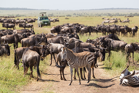 东非坦桑尼亚Serengeti国家公园野生生物和斑马放牧图片
