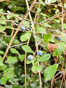 在树上种植的几只蓝豆浆果图片
