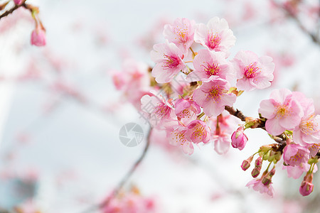 樱花花蓝色旅行植物群天空场景季节公园墙纸农村植物图片