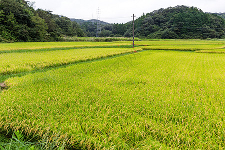 稻米田种子食物植物生长叶子收成谷物健康种植园季节图片