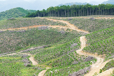 森林和野外木头地形绿色植物树木季节风景场景野生动物农场天气图片