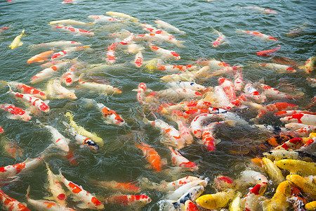 科伊鱼水池游泳红色小吃黄色脊椎动物白色食物池塘橙子图片