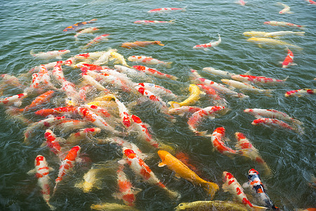 池塘中的日本鱼图片